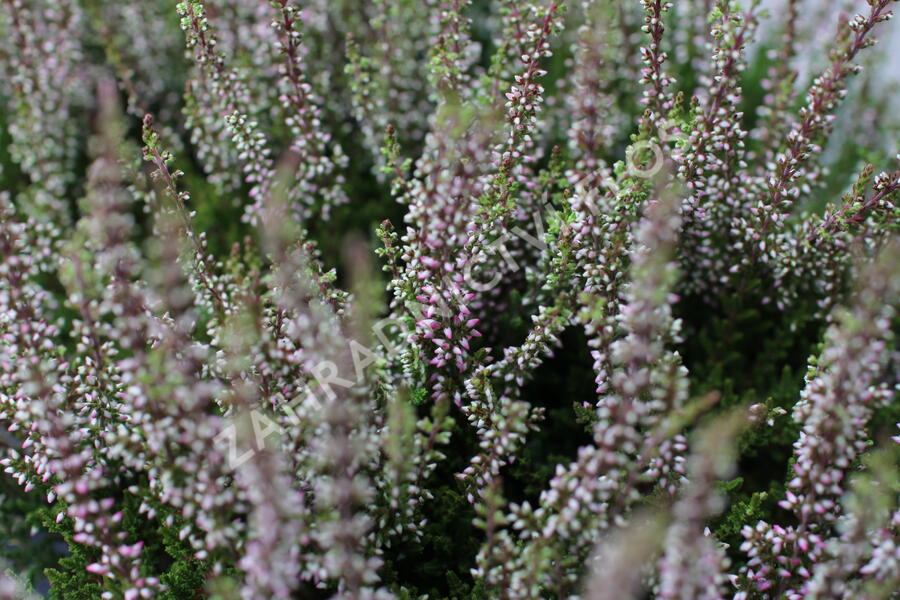 Vřes obecný 'Franca' (Garden girls®) - Calluna vulgaris 'Franca' (Garden girls®)