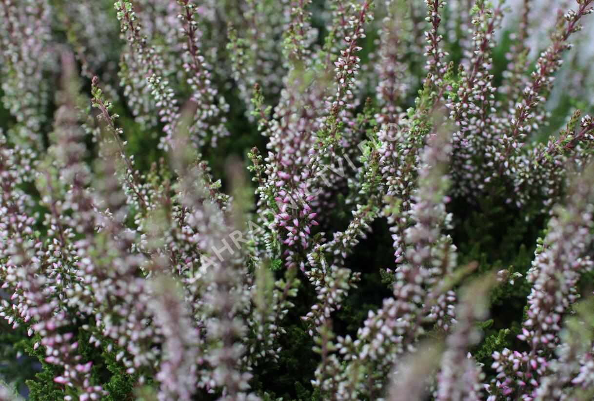 Vřes obecný 'Franca' (Garden girls®) - Calluna vulgaris 'Franca' (Garden girls®)