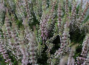Vřes obecný 'Franca' (Garden girls®) - Calluna vulgaris 'Franca' (Garden girls®)
