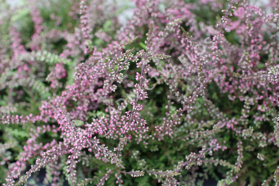Vřes obecný 'Ellie' (Rasta) - Calluna vulgaris 'Ellie' (Rasta)
