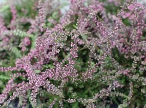 Vřes obecný 'Ellie' (Rasta) - Calluna vulgaris 'Ellie' (Rasta)