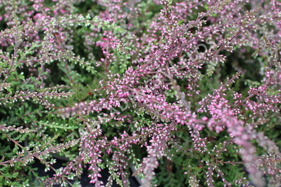 Vřes obecný 'Ellie' (Rasta) - Calluna vulgaris 'Ellie' (Rasta)