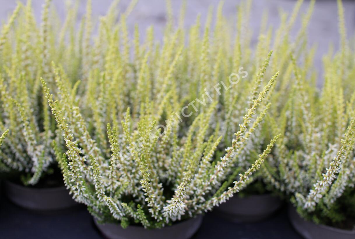 Vřes obecný 'Sarah' - Calluna vulgaris 'Sarah'
