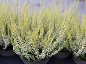 Vřes obecný 'Sarah' - Calluna vulgaris 'Sarah'