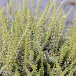 Vřes obecný 'Sarah' - Calluna vulgaris 'Sarah'
