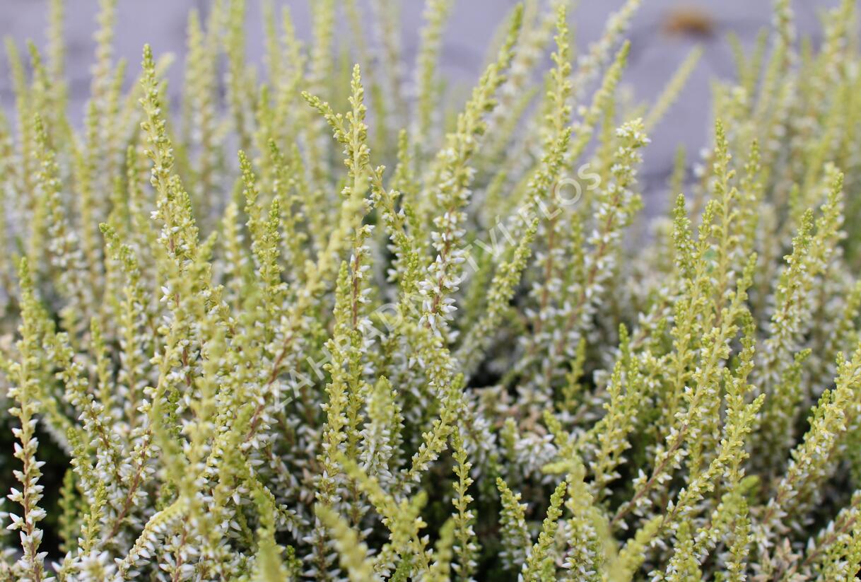 Vřes obecný 'Sarah' - Calluna vulgaris 'Sarah'