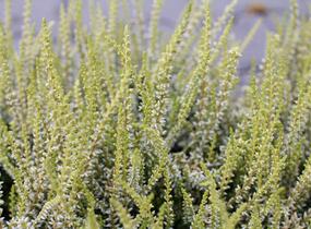Vřes obecný 'Sarah' - Calluna vulgaris 'Sarah'