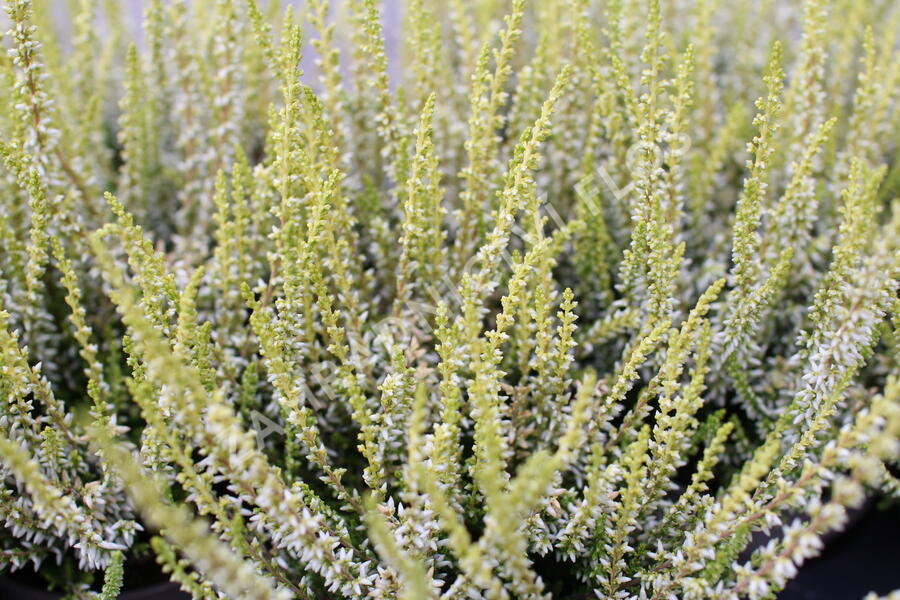 Vřes obecný 'Sarah' - Calluna vulgaris 'Sarah'