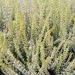 Vřes obecný 'Sarah' - Calluna vulgaris 'Sarah'