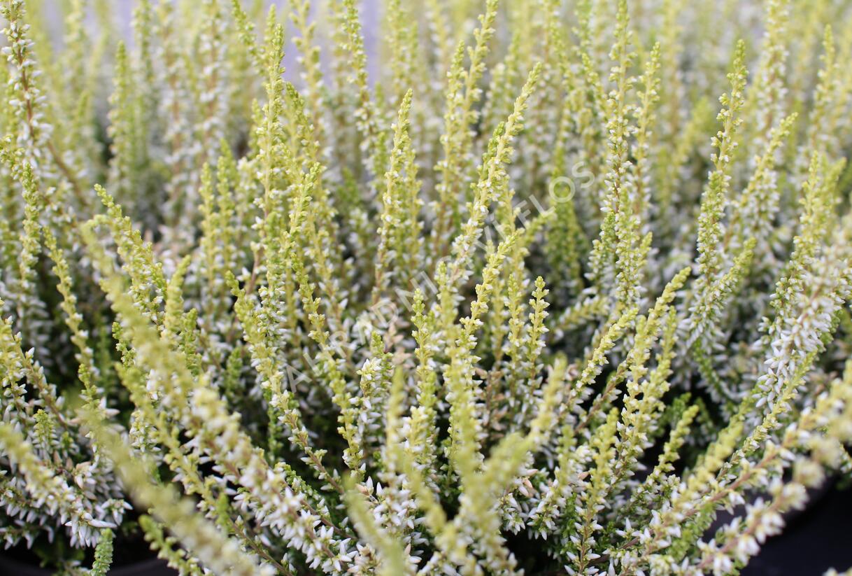 Vřes obecný 'Sarah' - Calluna vulgaris 'Sarah'