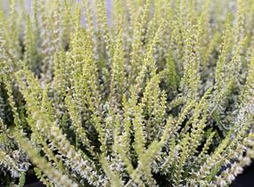 Vřes obecný 'Sarah' - Calluna vulgaris 'Sarah'