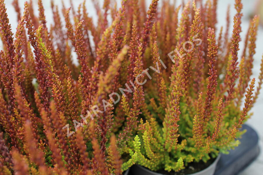 Vřes obecný (Sunset girls®) 'Zorina' - Calluna vulgaris (Sunset girls®) 'Zorina'