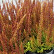Vřes obecný (Sunset girls®) 'Zorina' - Calluna vulgaris (Sunset girls®) 'Zorina'