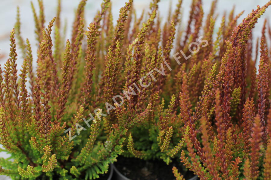 Vřes obecný (Sunset girls®) 'Zorina' - Calluna vulgaris (Sunset girls®) 'Zorina'