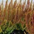Vřes obecný (Sunset girls®) 'Zorina' - Calluna vulgaris (Sunset girls®) 'Zorina'