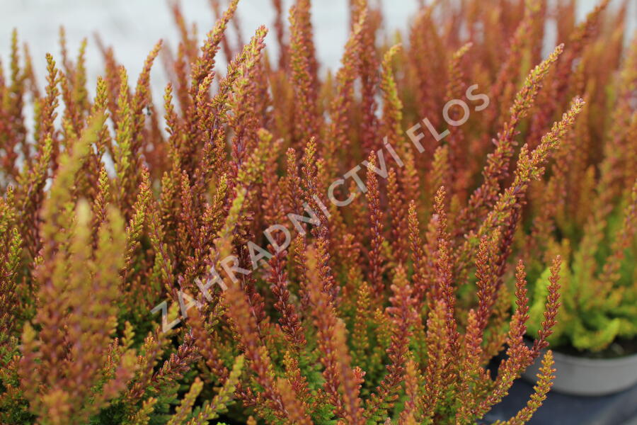 Vřes obecný (Sunset girls®) 'Zorina' - Calluna vulgaris (Sunset girls®) 'Zorina'