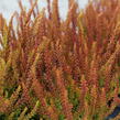 Vřes obecný (Sunset girls®) 'Zorina' - Calluna vulgaris (Sunset girls®) 'Zorina'