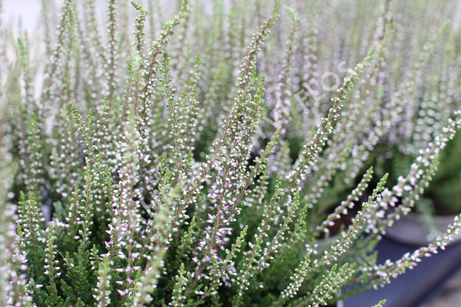 Vřes obecný 'Hilda' (Garden girls®) - Calluna vulgaris 'Hilda' (Garden girls®)