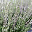 Vřes obecný 'Hilda' (Garden girls®) - Calluna vulgaris 'Hilda' (Garden girls®)