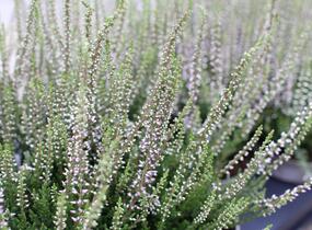 Vřes obecný 'Hilda' (Garden girls®) - Calluna vulgaris 'Hilda' (Garden girls®)