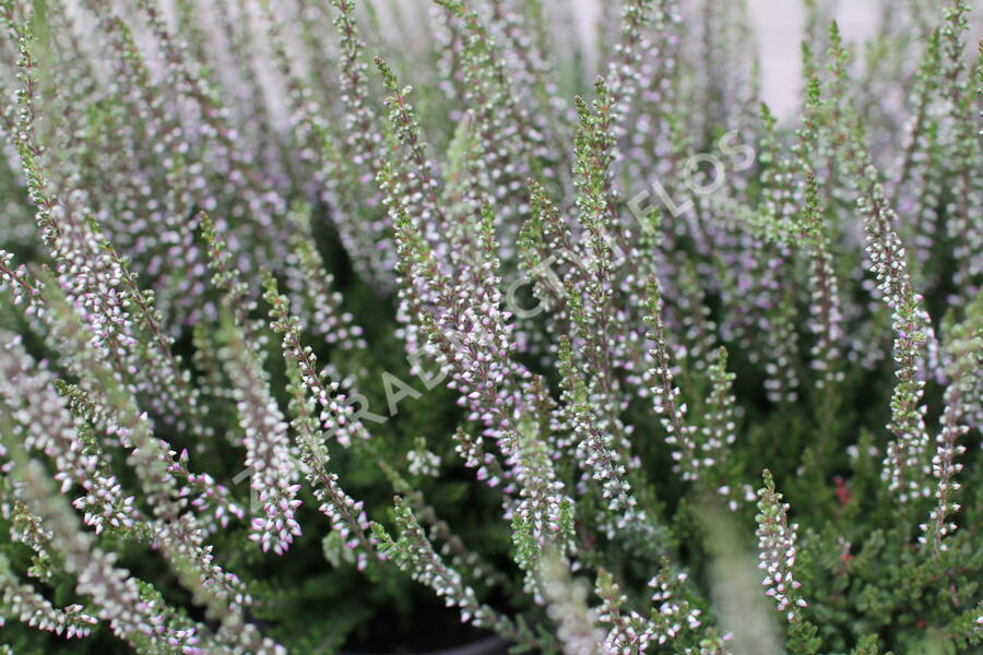 Vřes obecný 'Hilda' (Garden girls®) - Calluna vulgaris 'Hilda' (Garden girls®)