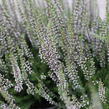 Vřes obecný 'Hilda' (Garden girls®) - Calluna vulgaris 'Hilda' (Garden girls®)