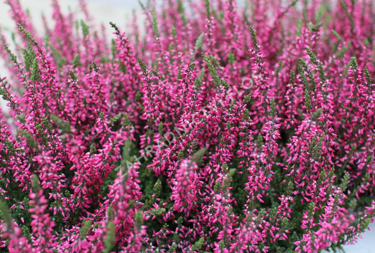 Vřes obecný 'Martina' (Garden girls®) - Calluna vulgaris 'Martina' (Garden girls®)