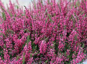 Vřes obecný 'Martina' (Garden girls®) - Calluna vulgaris 'Martina' (Garden girls®)