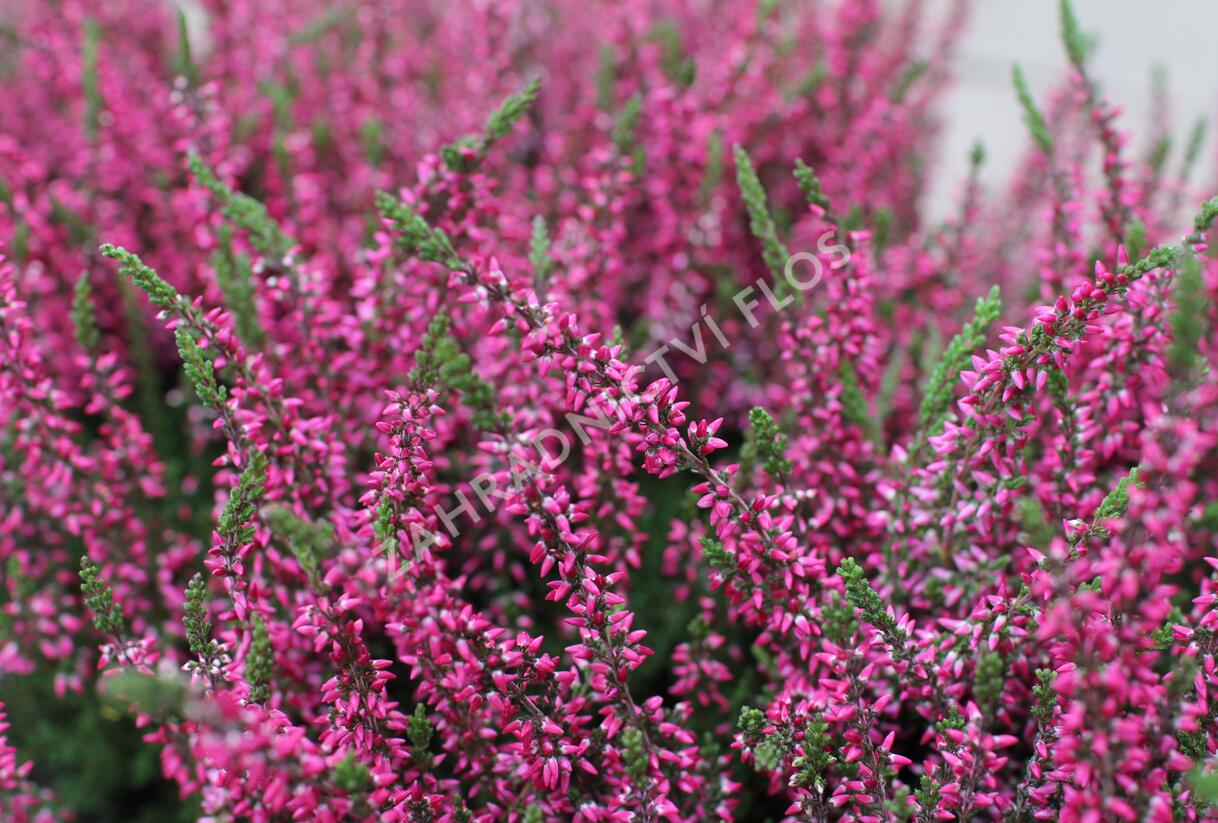 Vřes obecný 'Martina' (Garden girls®) - Calluna vulgaris 'Martina' (Garden girls®)