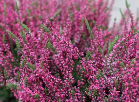 Vřes obecný 'Martina' (Garden girls®) - Calluna vulgaris 'Martina' (Garden girls®)