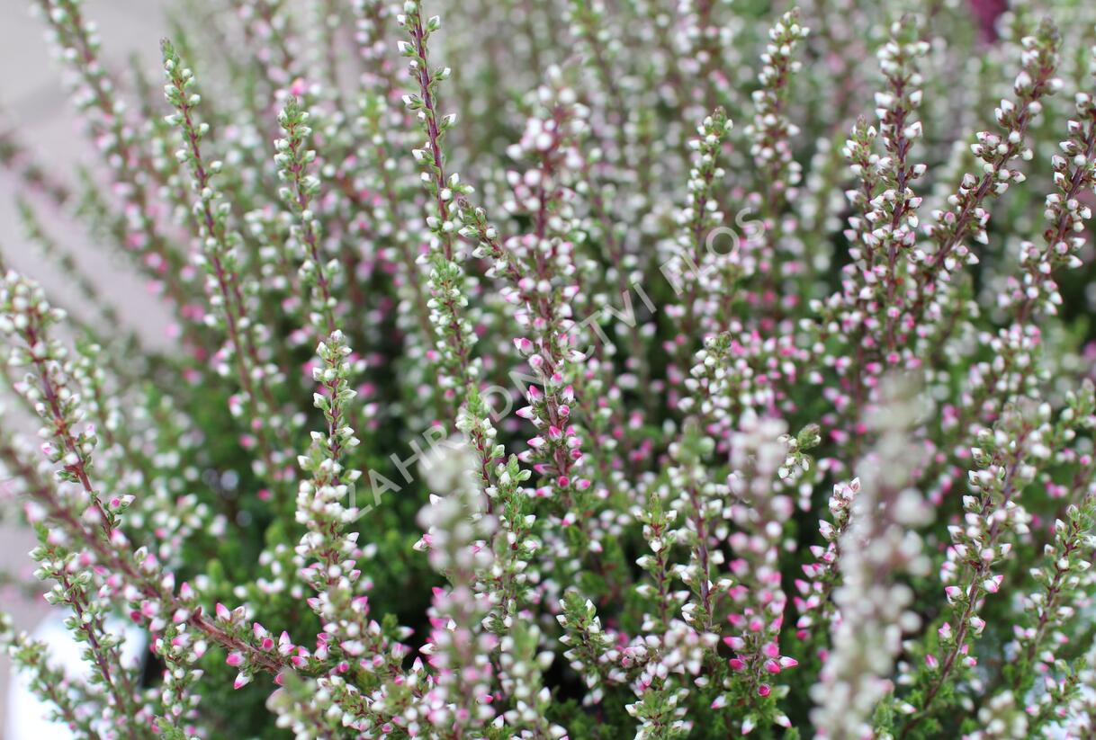 Vřes obecný 'Martina' (Garden girls®) - Calluna vulgaris 'Martina' (Garden girls®)