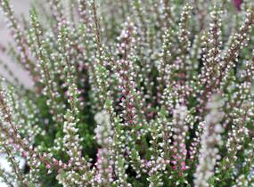 Vřes obecný 'Martina' (Garden girls®) - Calluna vulgaris 'Martina' (Garden girls®)