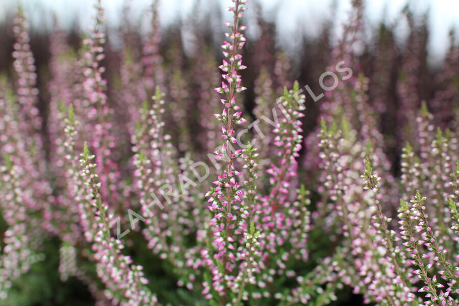 Vřes obecný 'Amethyst' (Garden girls®) - Calluna vulgaris 'Amethyst' (Garden girls®)