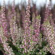Vřes obecný 'Amethyst' (Garden girls®) - Calluna vulgaris 'Amethyst' (Garden girls®)