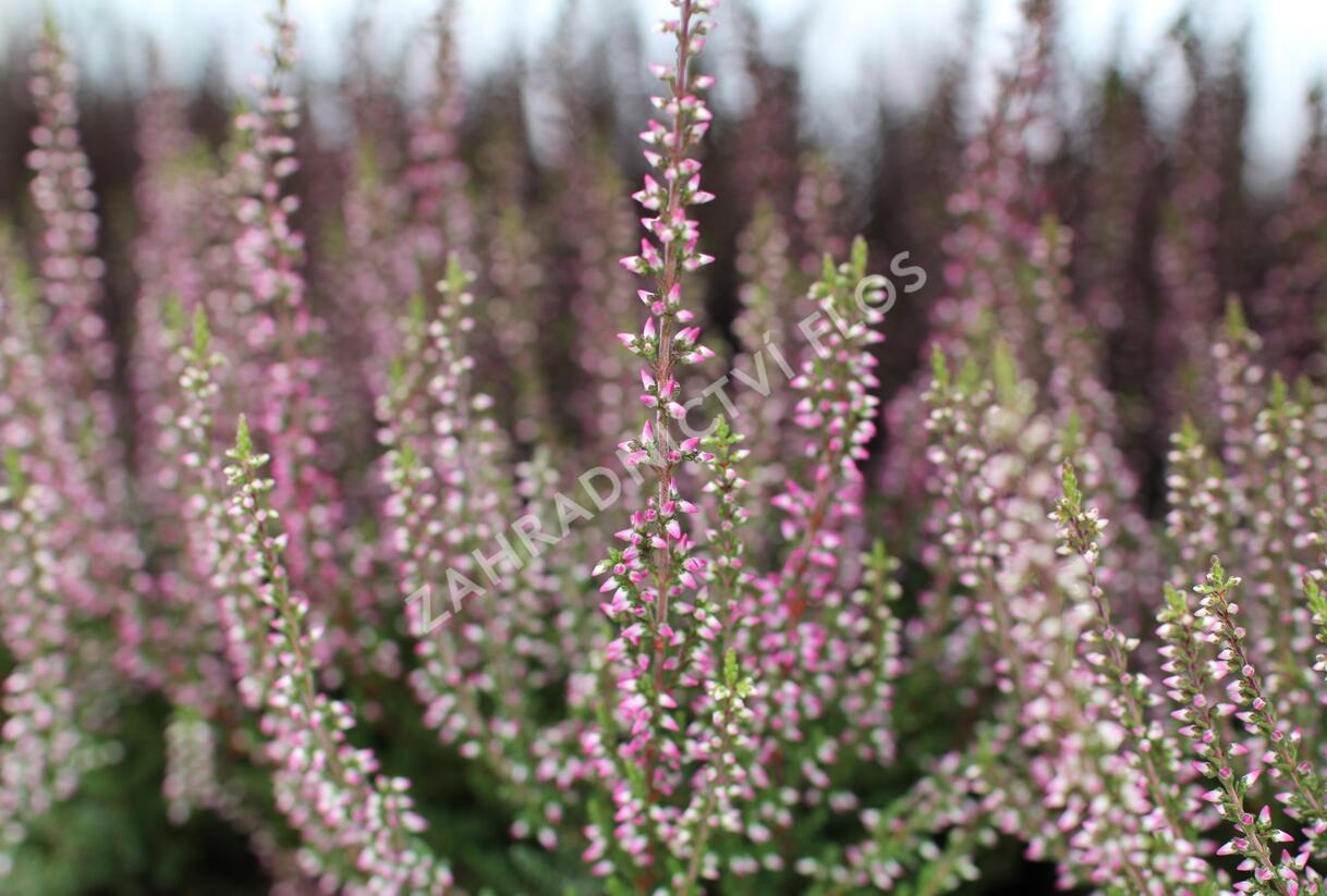 Vřes obecný 'Amethyst' (Garden girls®) - Calluna vulgaris 'Amethyst' (Garden girls®)