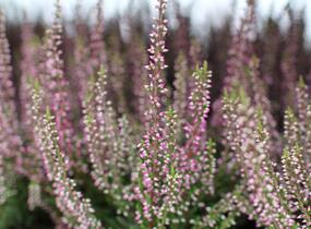 Vřes obecný 'Amethyst' (Garden girls®) - Calluna vulgaris 'Amethyst' (Garden girls®)