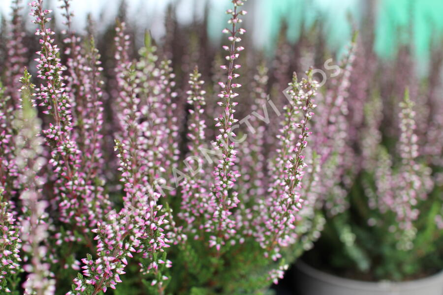 Vřes obecný 'Amethyst' (Garden girls®) - Calluna vulgaris 'Amethyst' (Garden girls®)