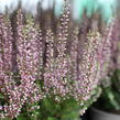 Vřes obecný 'Amethyst' (Garden girls®) - Calluna vulgaris 'Amethyst' (Garden girls®)