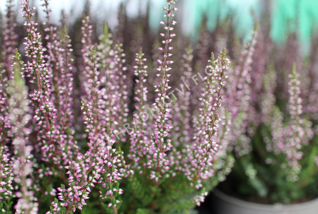 Vřes obecný 'Amethyst' (Garden girls®) - Calluna vulgaris 'Amethyst' (Garden girls®)