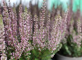 Vřes obecný 'Amethyst' (Garden girls®) - Calluna vulgaris 'Amethyst' (Garden girls®)