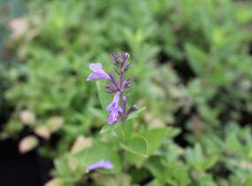 Šanta 'Manchu Blue' - Nepeta manchuriensis 'Manchu Blue'