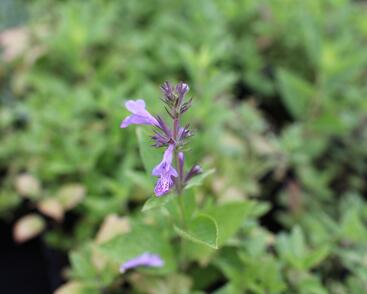 Šanta 'Manchu Blue'