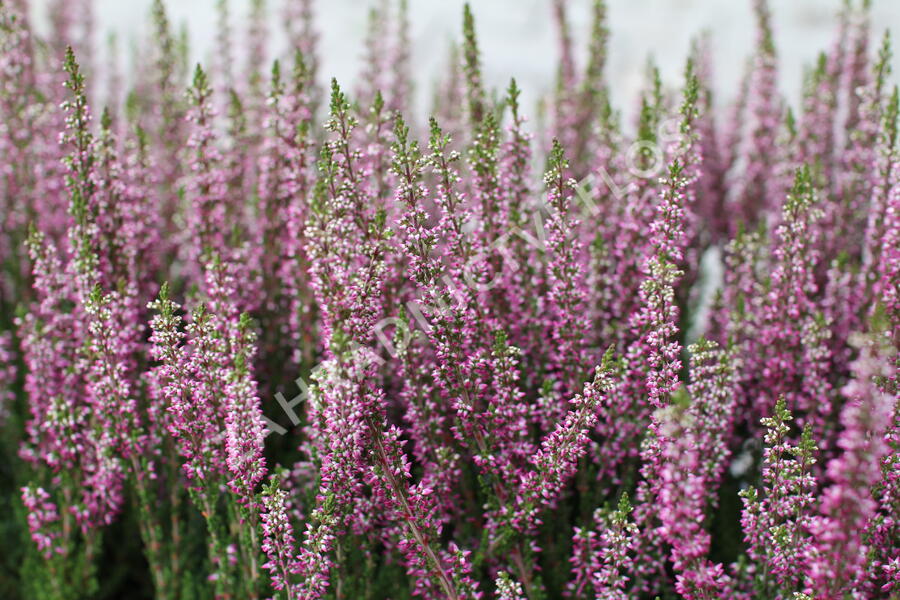 Vřes obecný 'Leandra' (Garden girls®) - Calluna vulgaris 'Leandra' (Garden girls®)
