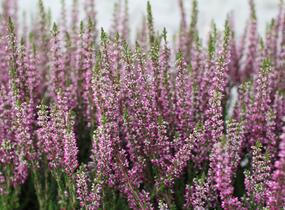 Vřes obecný 'Leandra' (Garden girls®) - Calluna vulgaris 'Leandra' (Garden girls®)
