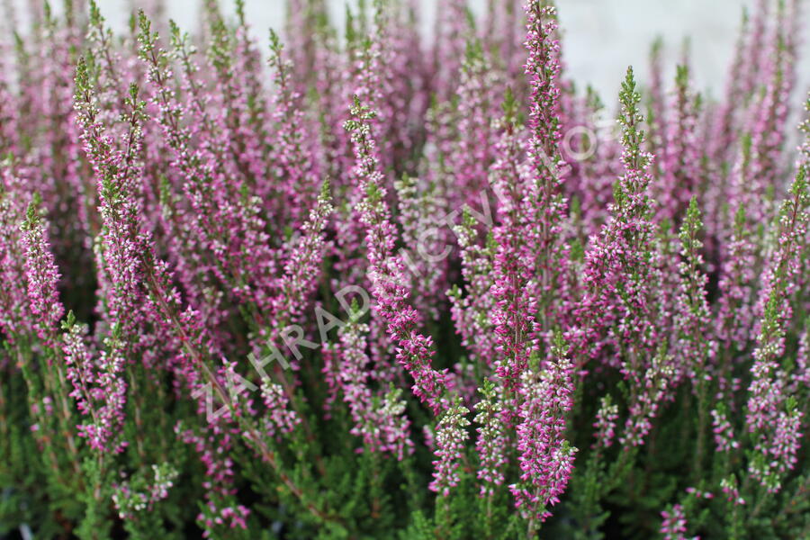 Vřes obecný 'Leandra' (Garden girls®) - Calluna vulgaris 'Leandra' (Garden girls®)