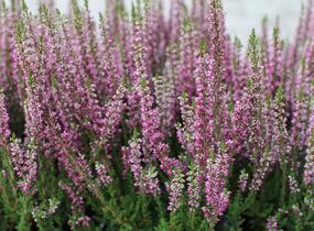 Vřes obecný 'Leandra' (Garden girls®) - Calluna vulgaris 'Leandra' (Garden girls®)