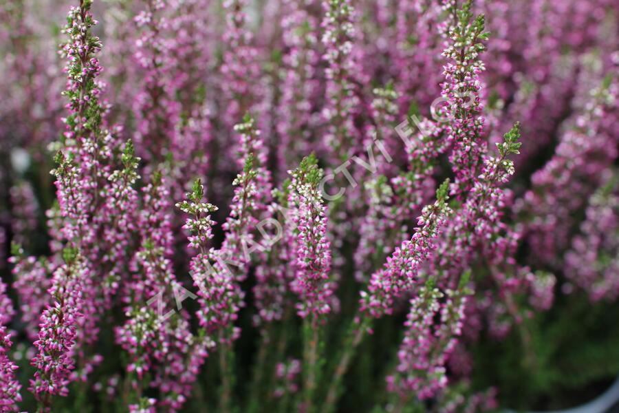 Vřes obecný 'Leandra' (Garden girls®) - Calluna vulgaris 'Leandra' (Garden girls®)