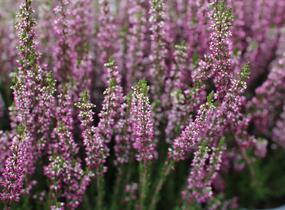 Vřes obecný 'Leandra' (Garden girls®) - Calluna vulgaris 'Leandra' (Garden girls®)