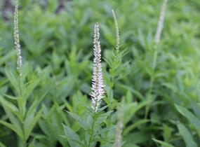 Rozrazilovec viržinský 'Album' - Veronicastrum virginicum 'Album'