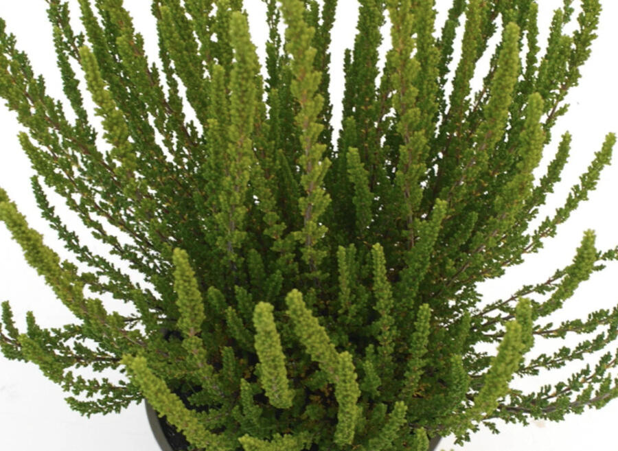 Vřes obecný (Sunset girls®) 'Zelia' - Calluna vulgaris (Sunset girls®) 'Zelia'